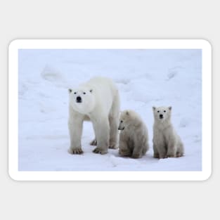 Polar Bears Family Portrait #3, Churchill, Canada Sticker